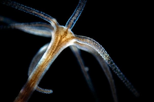 Kraken что это за сайт